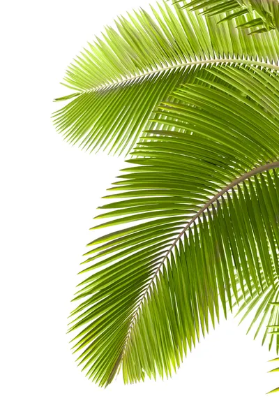 Foglie di palma — Foto Stock