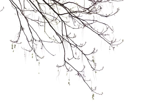 stock image Bare Branches