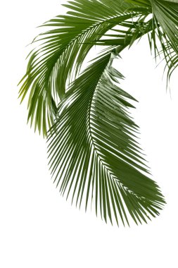 Palm leaves in the rain clipart