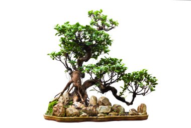 Beyaz üzerinde Evergreen bonsai