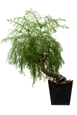 Beyaz üzerinde Evergreen bonsai