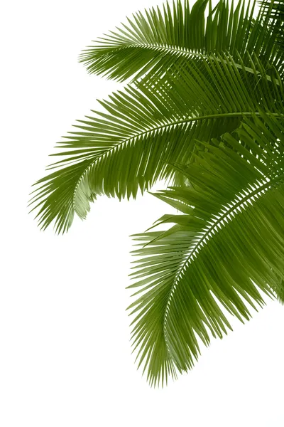 棕榈树的叶子 免版税图库图片