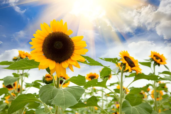 Sommarsolen över fältet solros — Stockfoto
