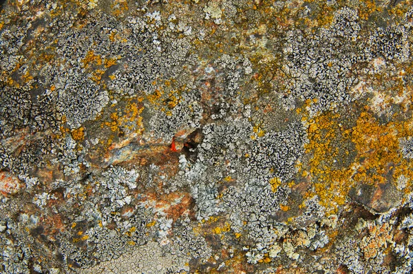 Stone covered with lichen — Stock Photo, Image
