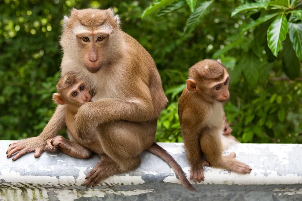 Macaco selvagem com um bebê Imagens De Bancos De Imagens