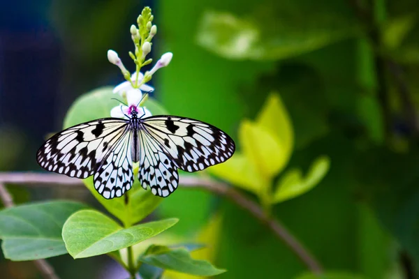 花朵上的蝴蝶 免版税图库照片
