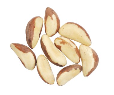 Brazil nut clipart