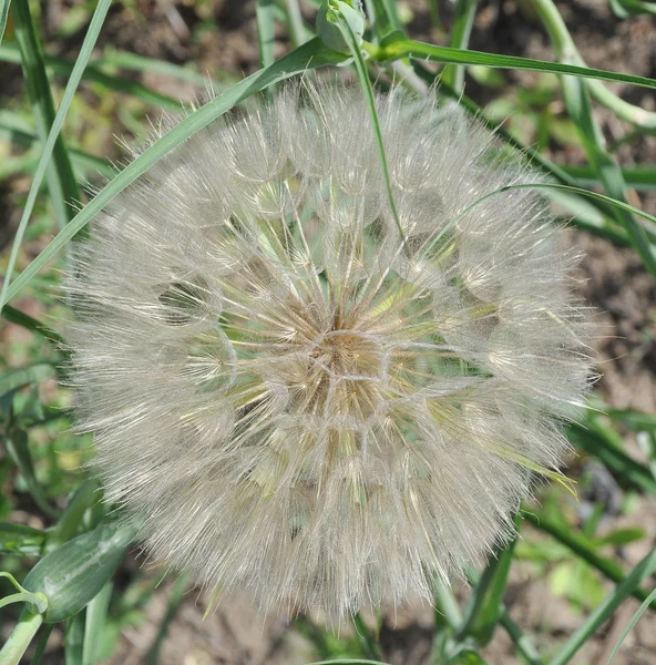 Western Goat's-Beard (Tragopogon dubius)