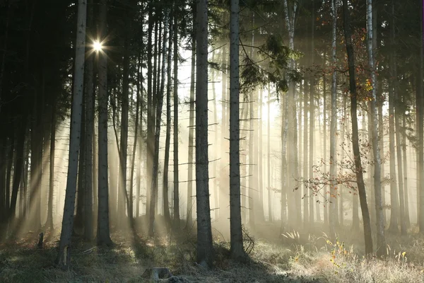 Herbstwald im Morgengrauen — Stockfoto
