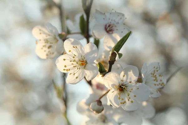 Close up of Spring flowers — Stock Photo, Image