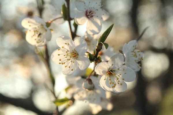 Bahar çiçekleri yakın çekim — Stok fotoğraf