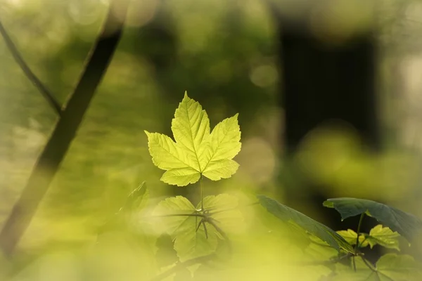 봄 단풍나무 잎 — 스톡 사진