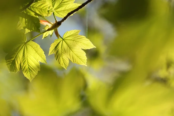 Close-up of spring maple leaves