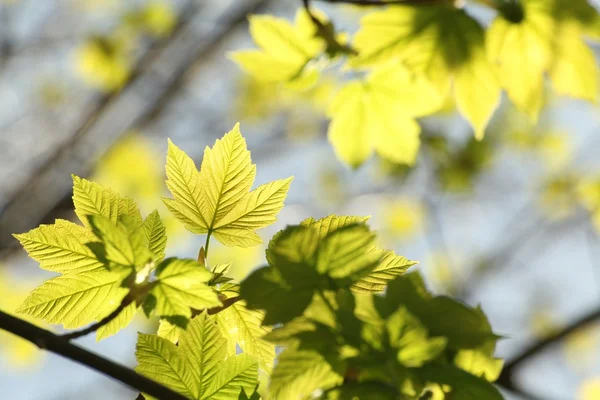 Spring maple leaves — Stock Photo, Image