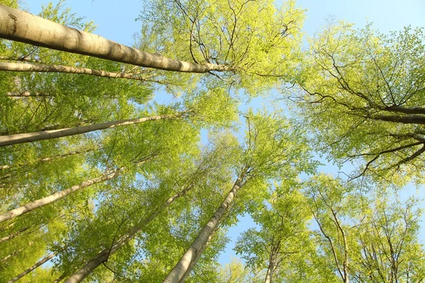 stock image Spring beech forest