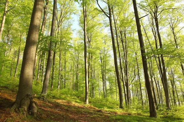 Spring beech forest — Stock Photo, Image