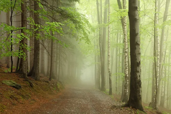 Ανοιξιάτικο δάσος οξιάς στην ομίχλη — Φωτογραφία Αρχείου