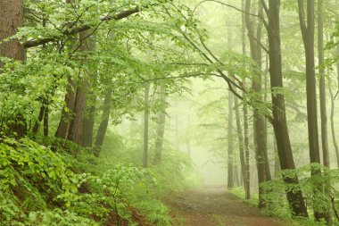 Forest trail in the fog clipart