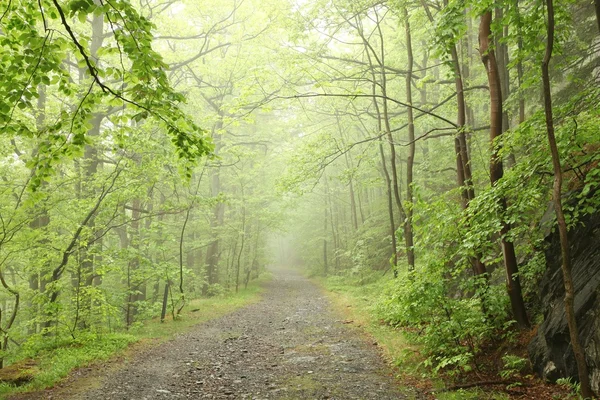 Chemin dans les bois brumeux du printemps — Photo