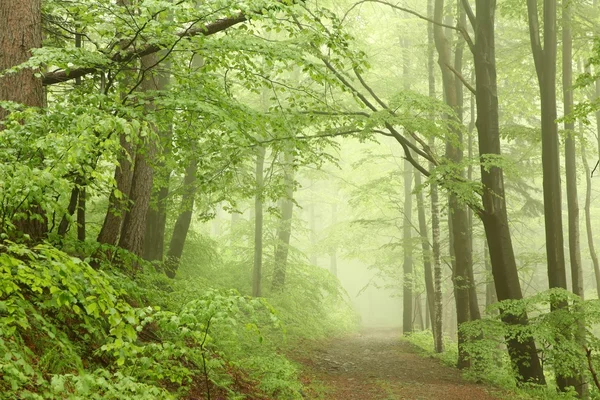 stock image Forest trail in the fog