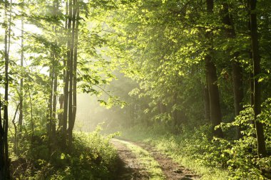 Forest path in the morning clipart