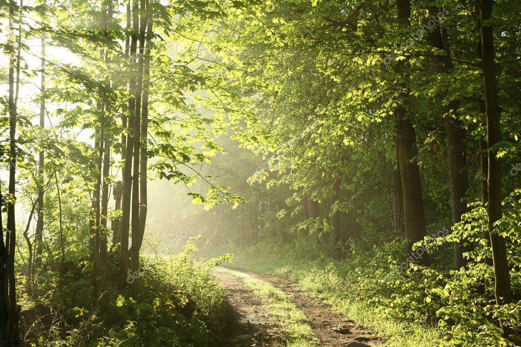 Forest path in the morning Stock Photo by ©nature78 10490040