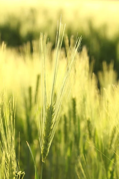 Закрыть пшеничное ухо — стоковое фото
