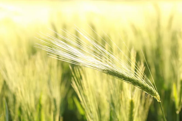 Закрыть пшеничное ухо — стоковое фото