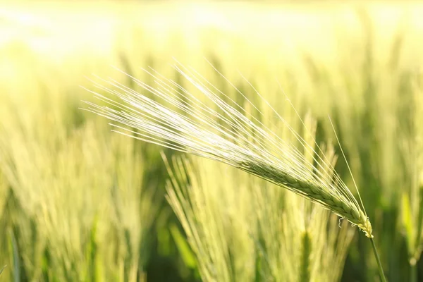 Close up of wheat ear — Stock Photo, Image