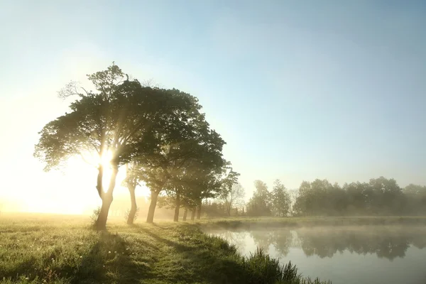 Весеннее утро — стоковое фото