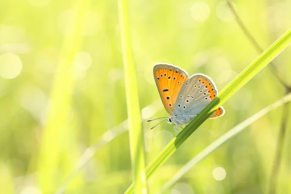 Borboleta — Fotografia de Stock