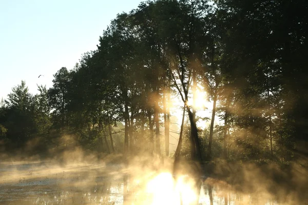 Mistige herfst ochtend in het bos — Stockfoto