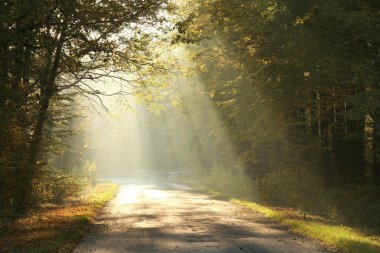 Forest road in autumn morning clipart