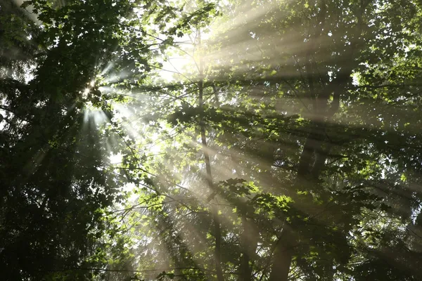 Şafakta bahar ormanı — Stok fotoğraf