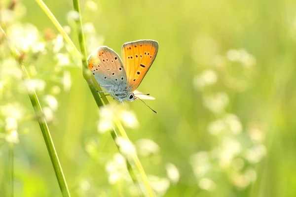 Farfalla — Foto Stock