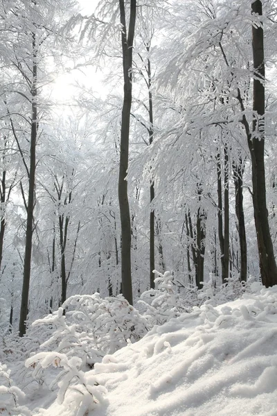 Зимний буковый лес — стоковое фото