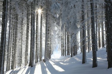 Winter forest clipart