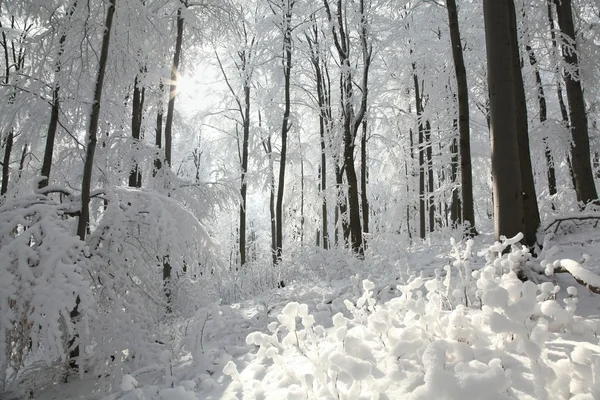 겨울 너도밤나무 숲 — 스톡 사진