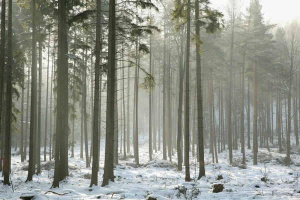 Bosque de coníferas en una mañana de invierno — Foto de Stock
