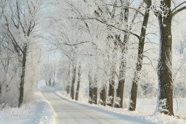 Winter lane — Stock Photo, Image