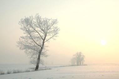 Winter tree at dawn clipart