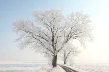 Winter trees clipart