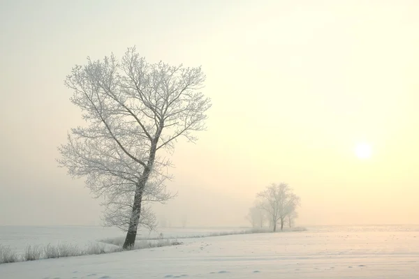 Zimní strom za svítání — Stock fotografie