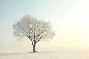 Lonely winter tree in the morning clipart