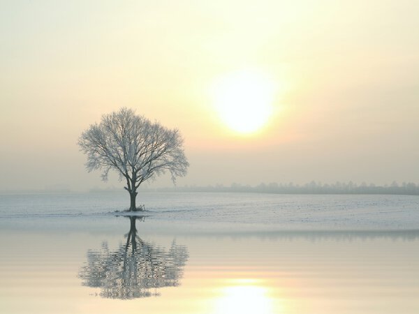 Winter landscape of frosted tree at sunrise