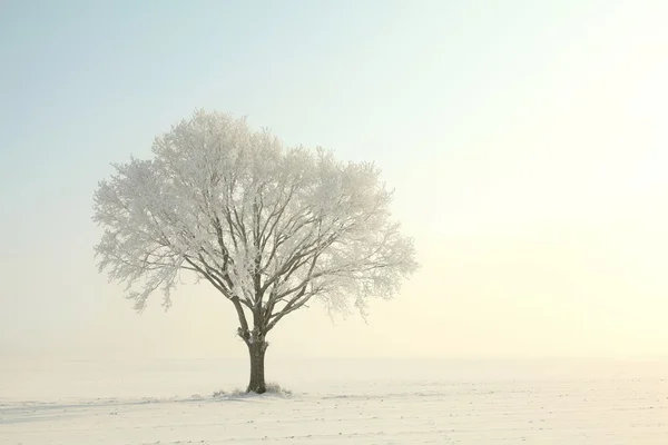 在早上的冬季寂寞树 — 图库照片