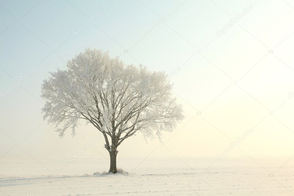 Lonely winter tree in the morning