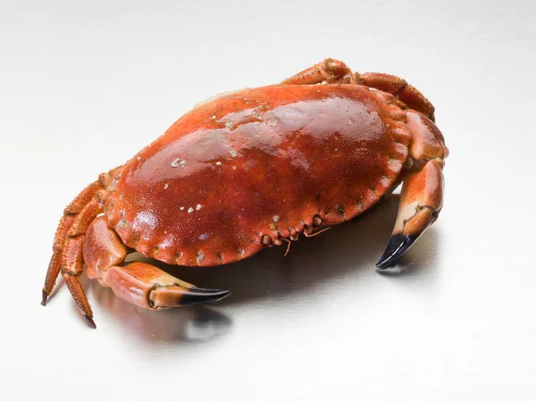 Crab over steel background — Stock Photo, Image