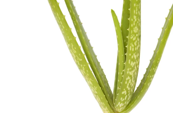 Aloe Vera listy izolované na bílém pozadí — Stock fotografie