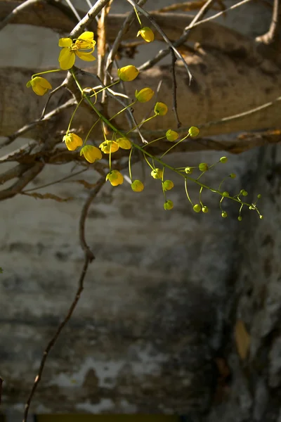 Žluté květy v chrámu — Stock fotografie